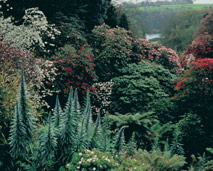 Trebah Gardens